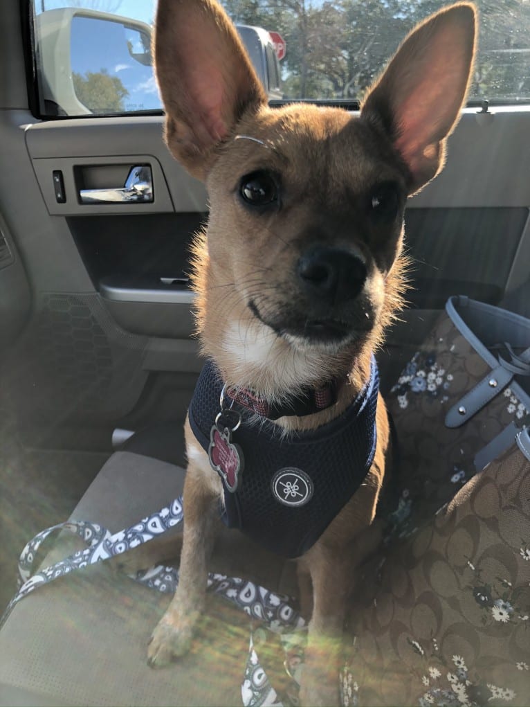 Callister, an Australian Cattle Dog and Chihuahua mix tested with EmbarkVet.com