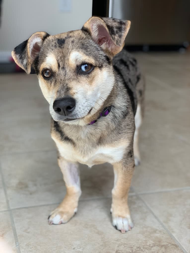 Kira, a Russell-type Terrier and German Shepherd Dog mix tested with EmbarkVet.com