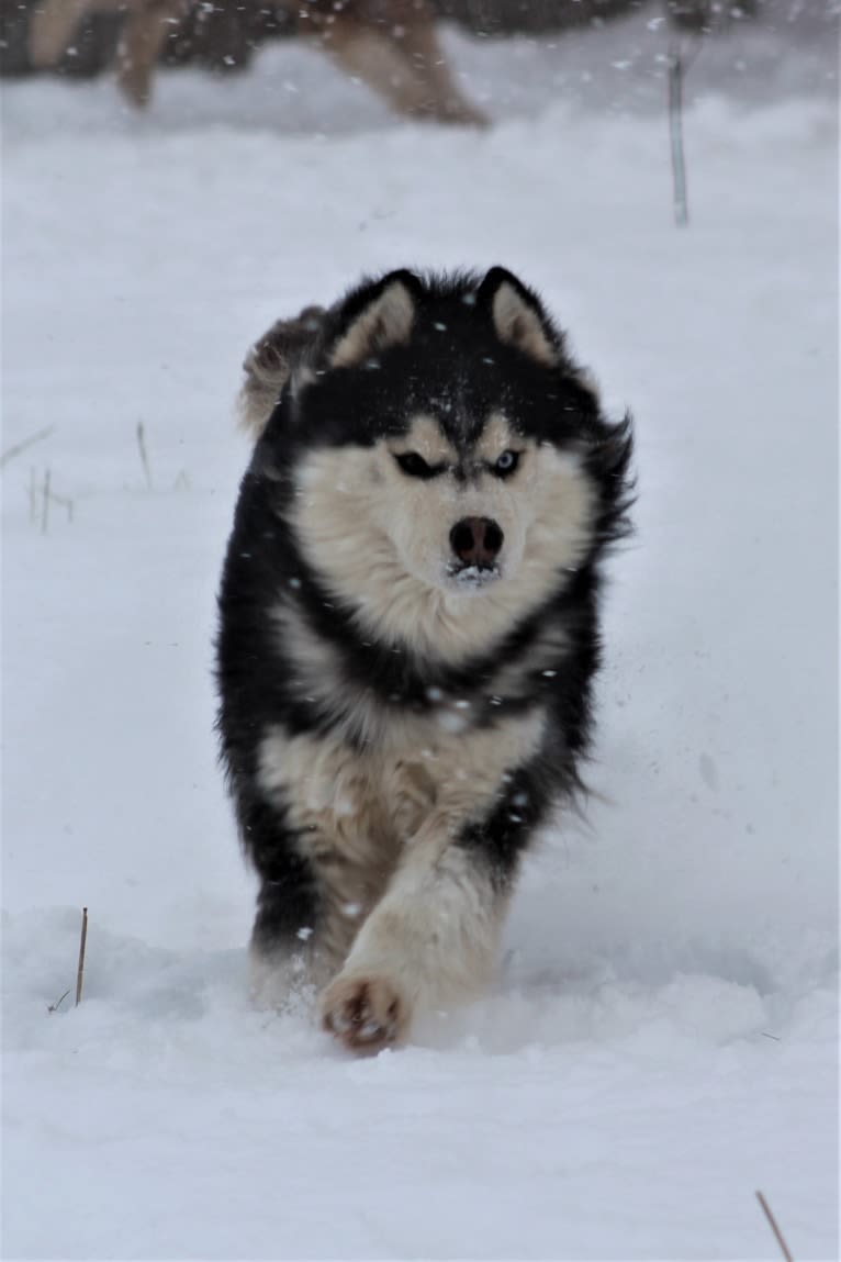 "NEO" NOVEL SIBERIAN'S SLEIGH RIDE, a Siberian Husky tested with EmbarkVet.com