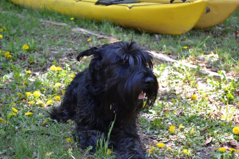 Seamus, a Standard Schnauzer tested with EmbarkVet.com