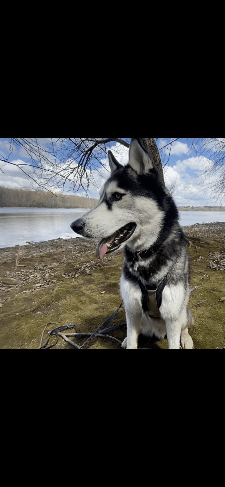 Marko, a Siberian Husky tested with EmbarkVet.com