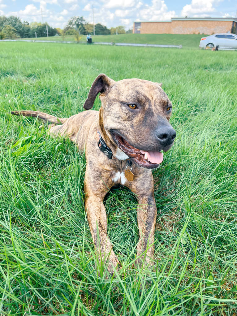 Tiger, an American Pit Bull Terrier tested with EmbarkVet.com