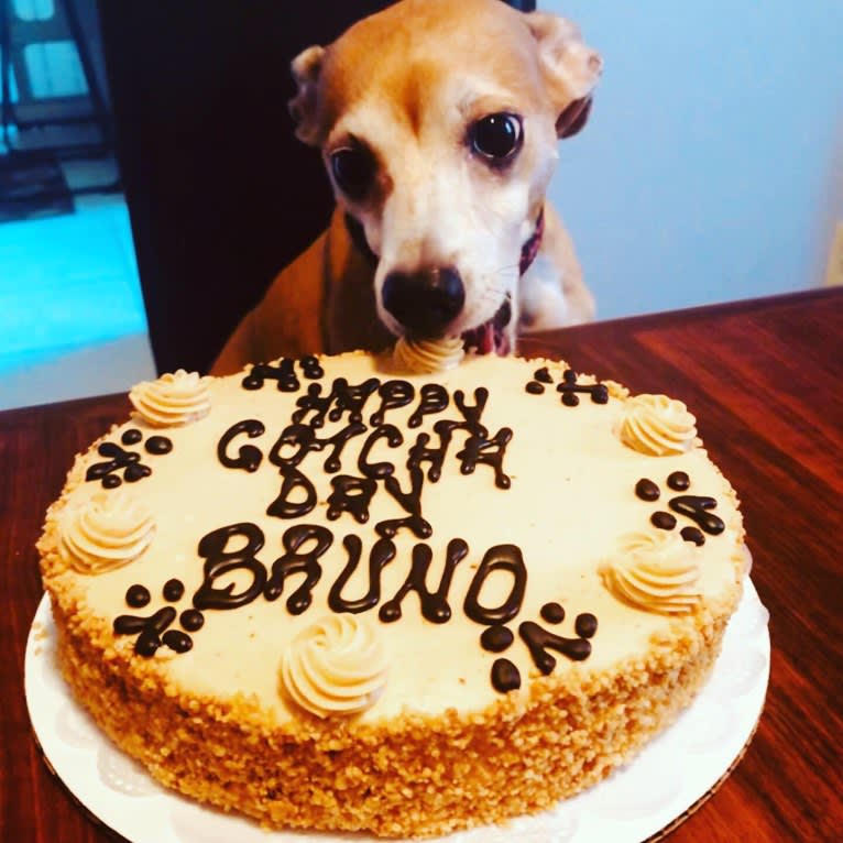 Bruno, a Chihuahua and Dachshund mix tested with EmbarkVet.com