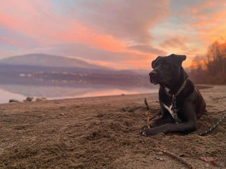 Mooshie, an American Pit Bull Terrier and German Shepherd Dog mix tested with EmbarkVet.com