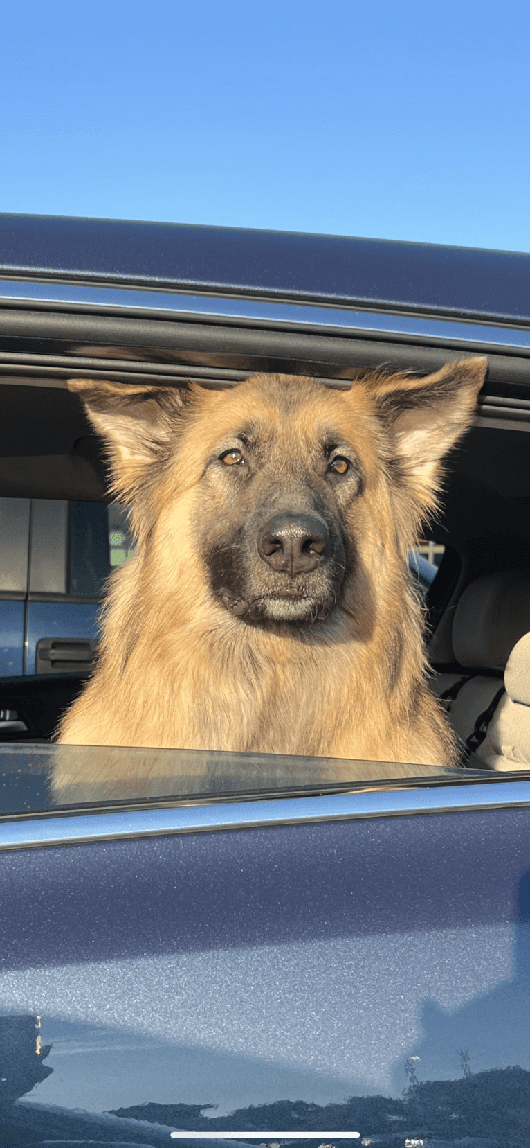 Rhett, a German Shepherd Dog tested with EmbarkVet.com