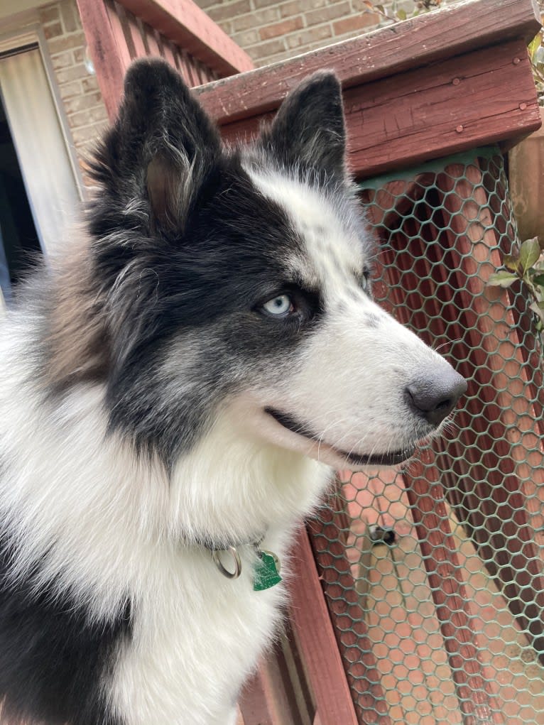 Creedence, a Yakutian Laika tested with EmbarkVet.com