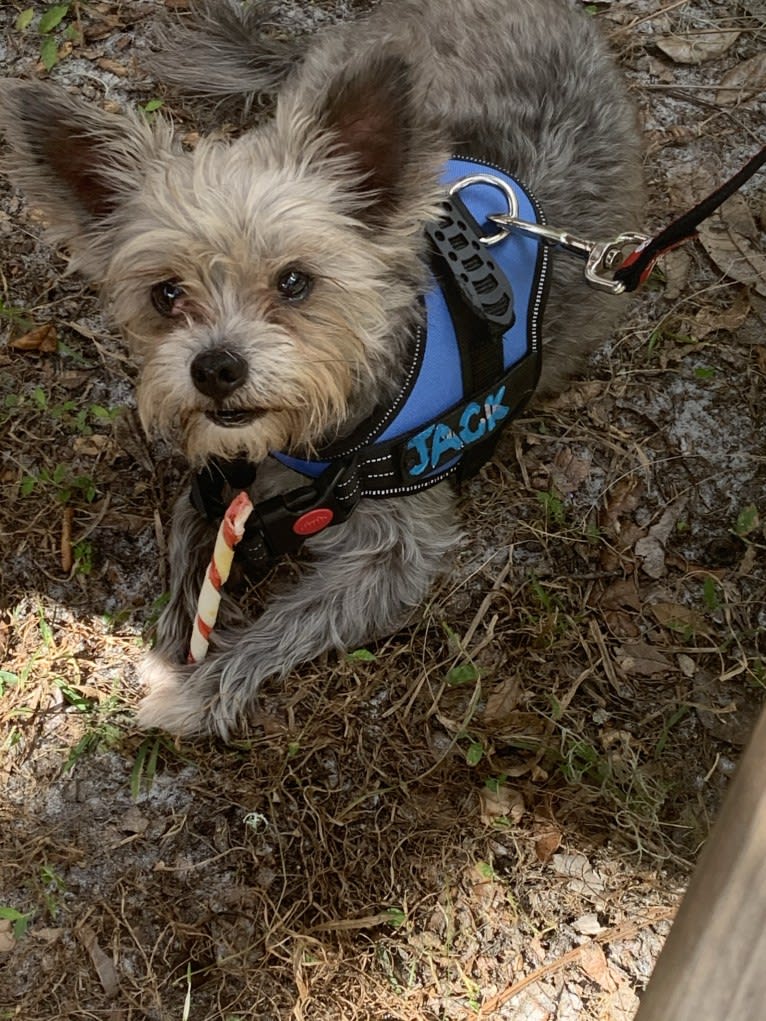 Jack, a Chihuahua and Maltese mix tested with EmbarkVet.com