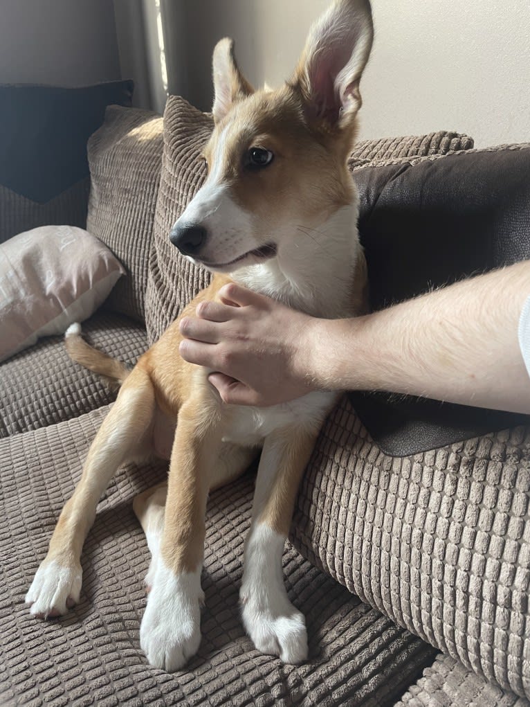 Echo, a Border Collie and German Shepherd Dog mix tested with EmbarkVet.com