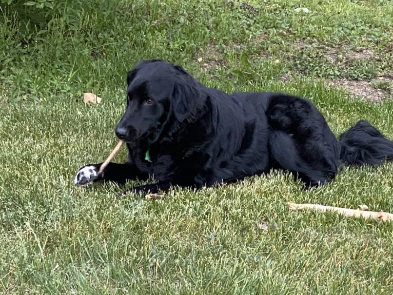 Care Bear Ross, a Labrador Retriever and Australian Cattle Dog mix tested with EmbarkVet.com