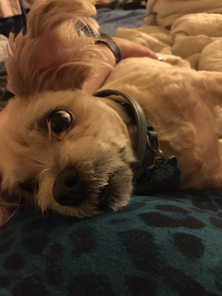 Roscoe, a Rat Terrier and Lhasa Apso mix tested with EmbarkVet.com