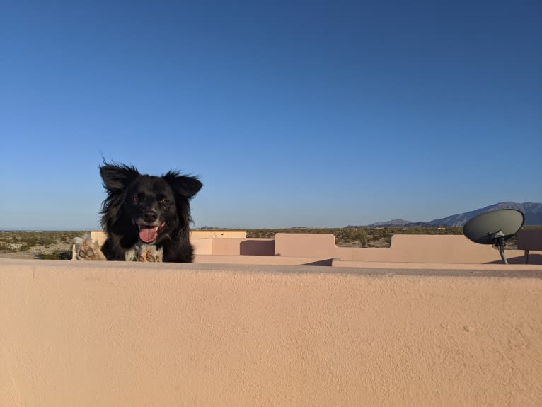 Bella, a Border Collie and Pembroke Welsh Corgi mix tested with EmbarkVet.com