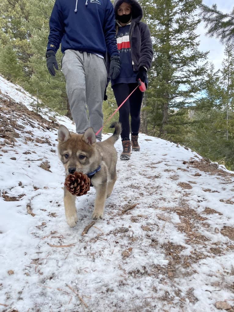 Stella, an Alaskan Klee Kai and Shiba Inu mix tested with EmbarkVet.com