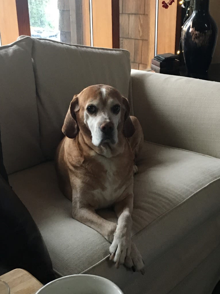 Baby Girl, a Portuguese Pointer tested with EmbarkVet.com