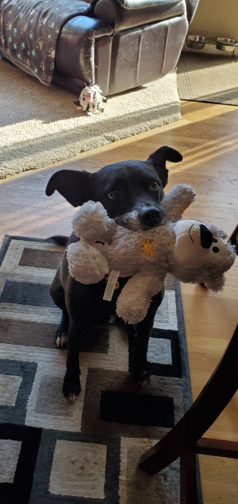 Moxie, a Staffordshire Terrier and Australian Cattle Dog mix tested with EmbarkVet.com