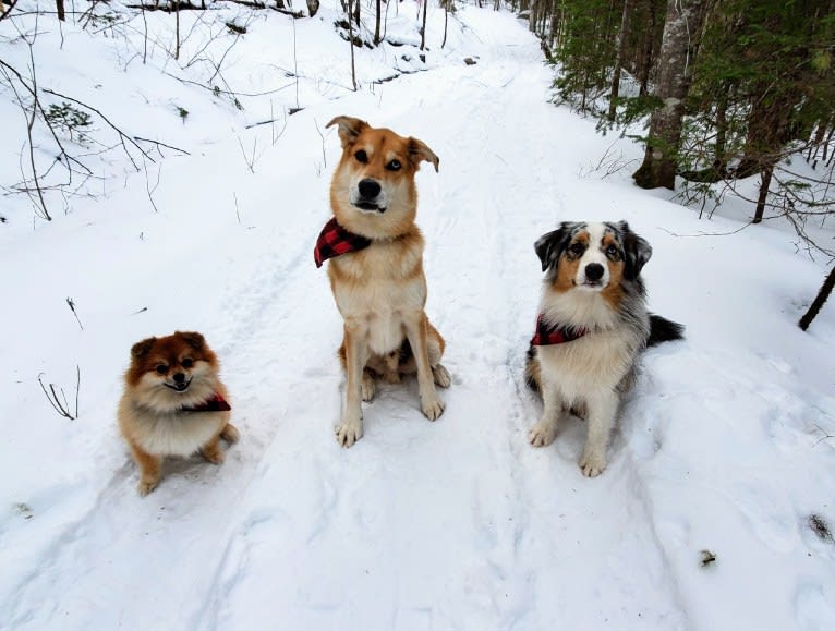 Spiro, a German Shepherd Dog and Alaskan Malamute mix tested with EmbarkVet.com
