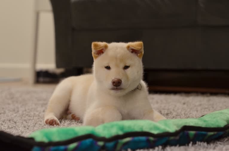 Kibou, a Shiba Inu tested with EmbarkVet.com