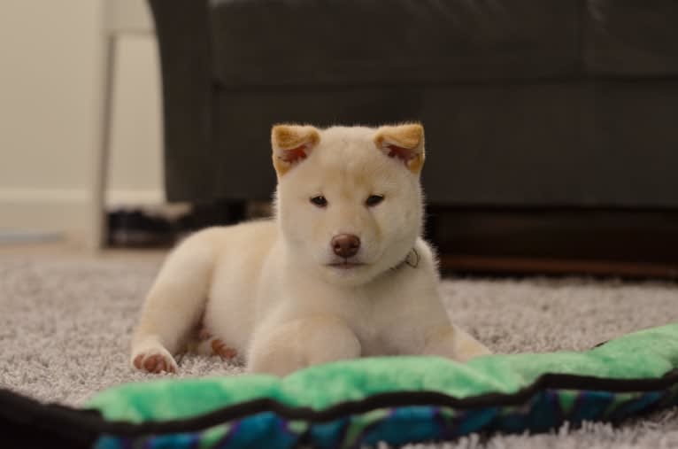 Piper's Creek Kibou, a Shiba Inu tested with EmbarkVet.com