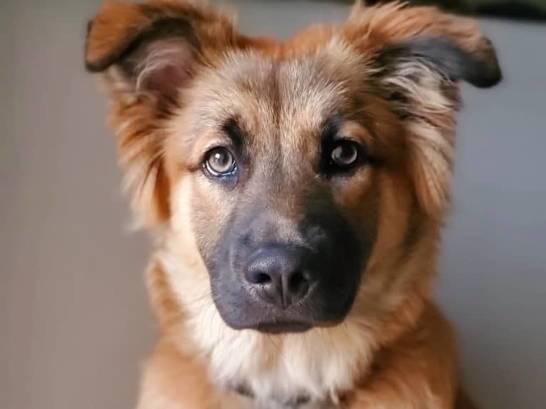 Twix, a German Shepherd Dog and Chow Chow mix tested with EmbarkVet.com