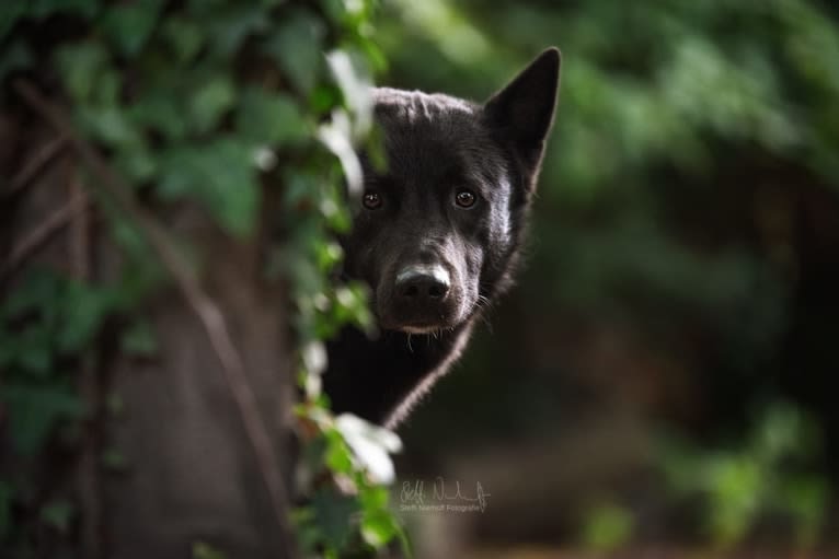 Moshae, a Canaan Dog tested with EmbarkVet.com