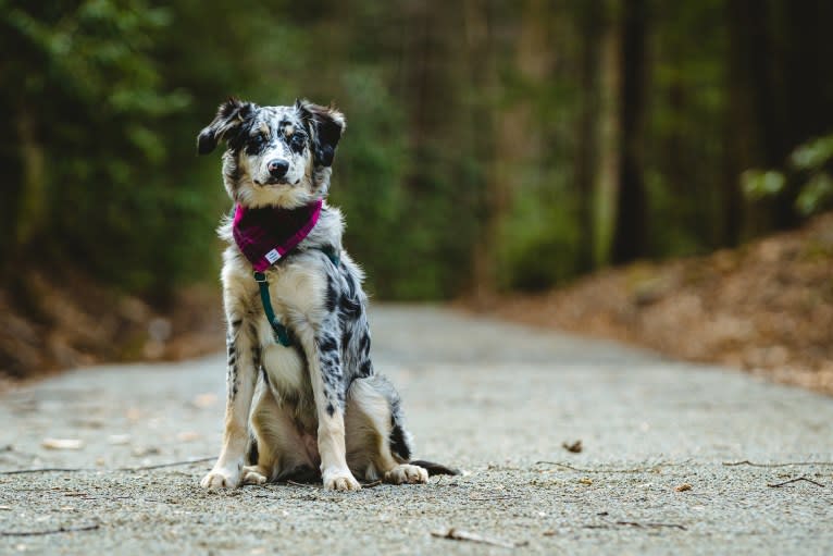 Willow, an Australian Shepherd and Miniature/MAS-type Australian Shepherd mix tested with EmbarkVet.com