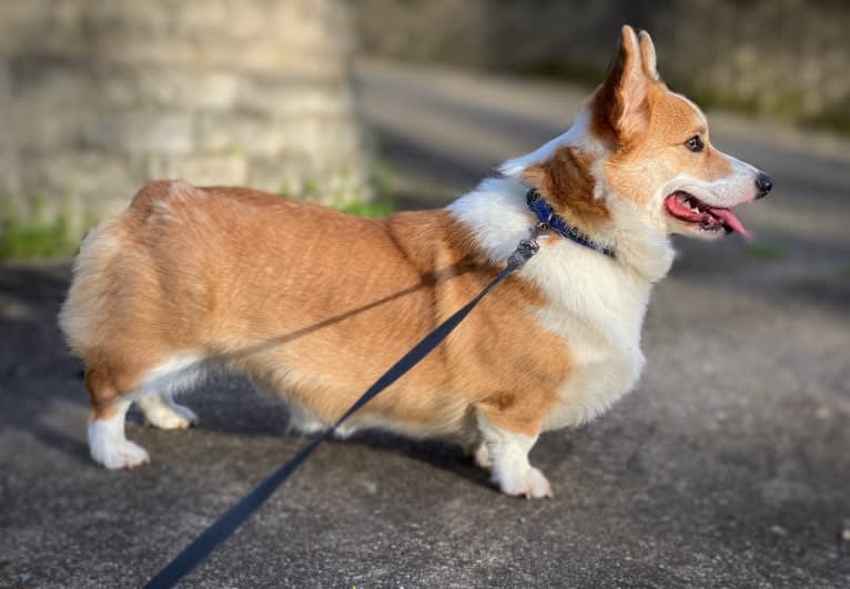 Kudzu (Zuzu), a Pembroke Welsh Corgi tested with EmbarkVet.com