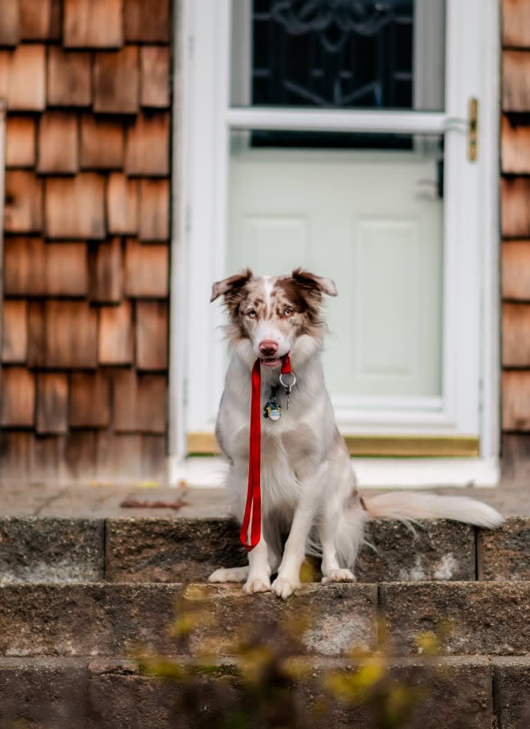 Asher, a Border Collie tested with EmbarkVet.com