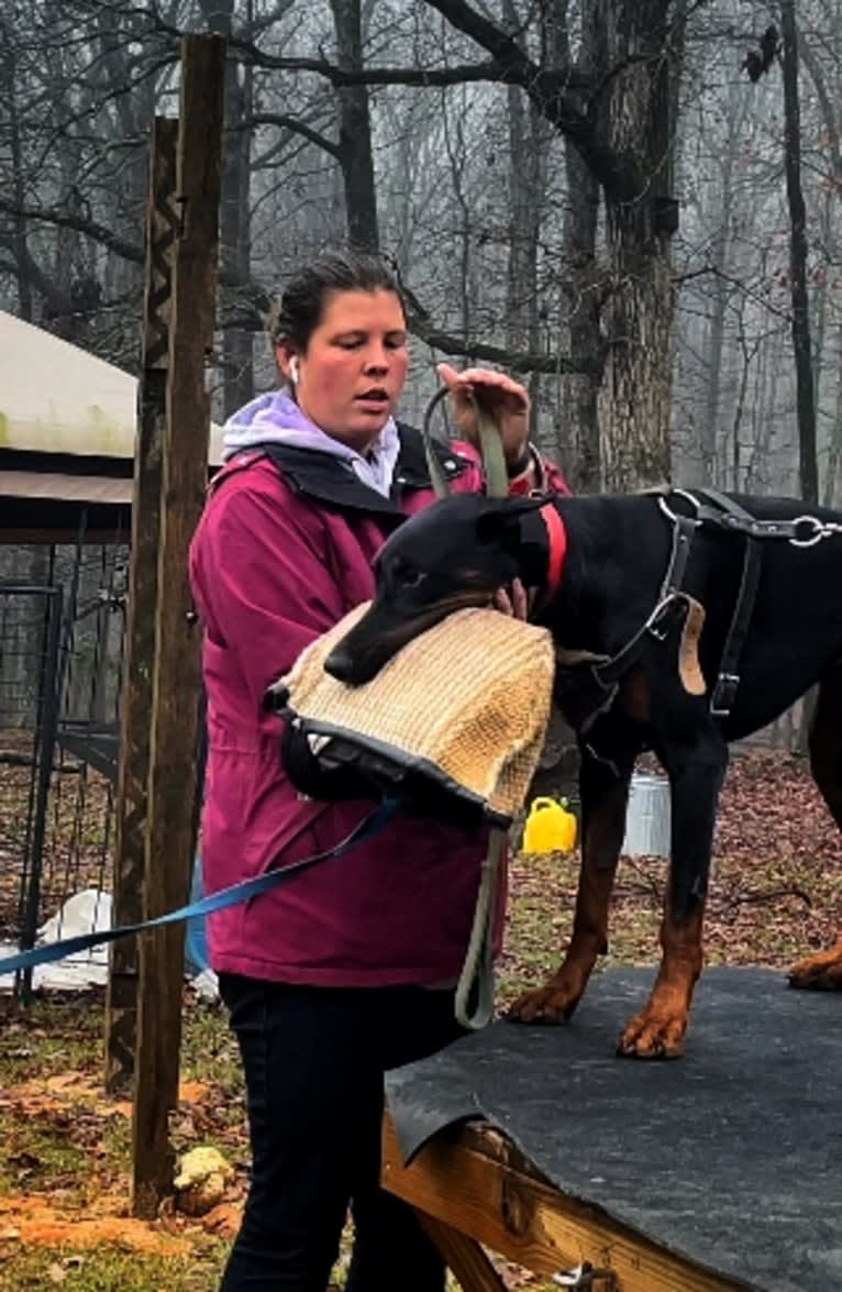 Duke, a Doberman Pinscher tested with EmbarkVet.com