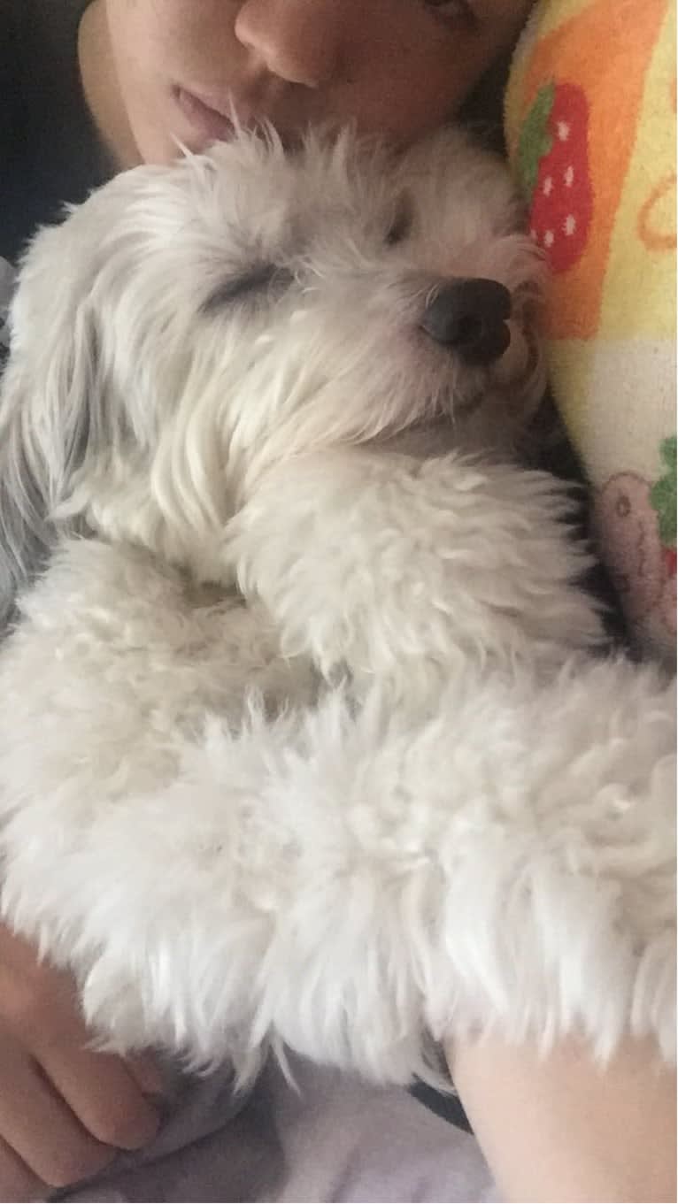 Jack, a Chinese Crested tested with EmbarkVet.com