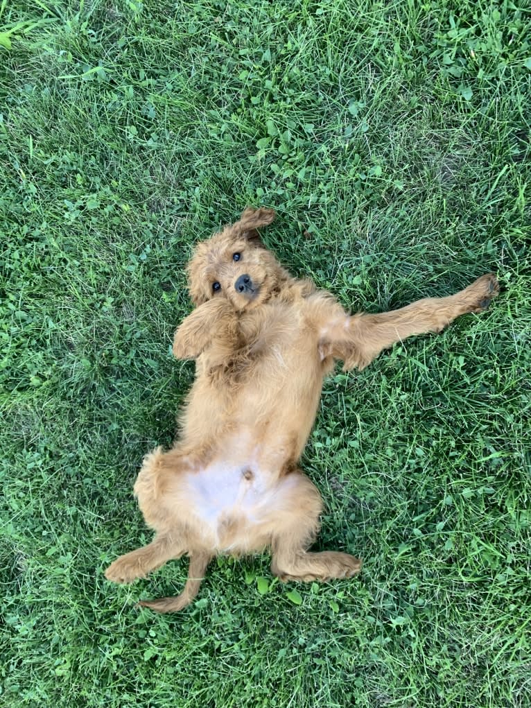 Gray Collar, a Goldendoodle tested with EmbarkVet.com