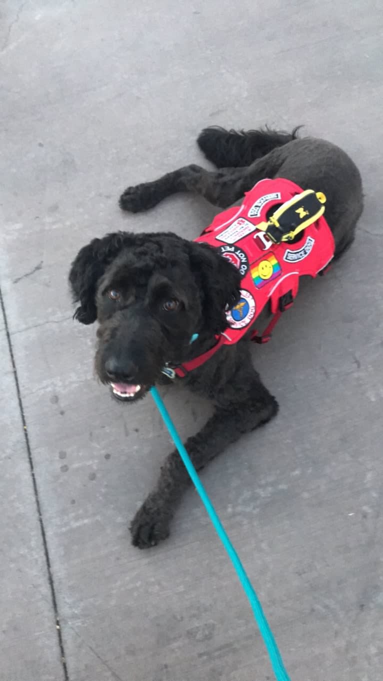 Nick, a Poodle (Standard) and Labrador Retriever mix tested with EmbarkVet.com