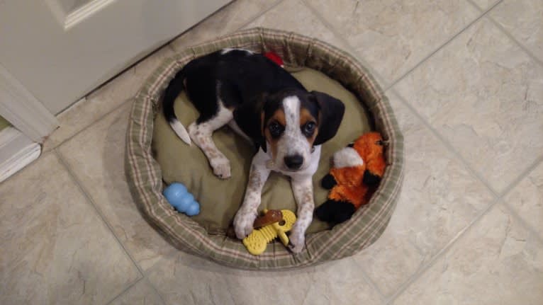 Otis, a Beagle tested with EmbarkVet.com