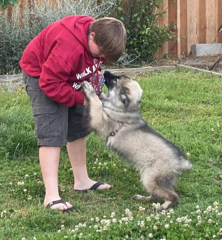 Yuno, a German Shepherd Dog tested with EmbarkVet.com
