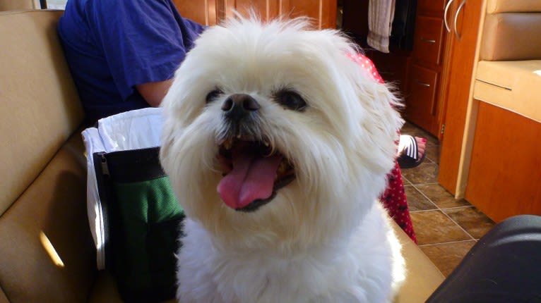 Reginald Wilson "Reggie", a Maltese and Pekingese mix tested with EmbarkVet.com