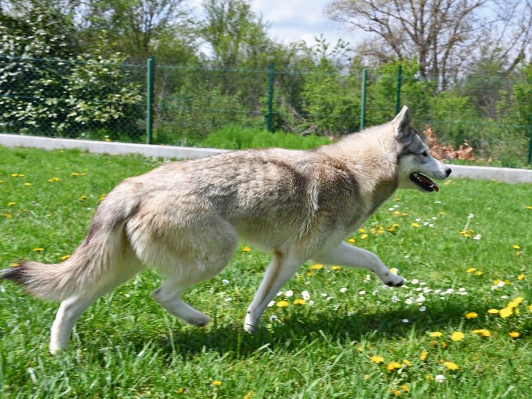 Astra, a Siberian Husky and Belgian Sheepdog mix tested with EmbarkVet.com