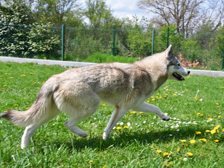 Astra, a Siberian Husky and Belgian Sheepdog mix tested with EmbarkVet.com