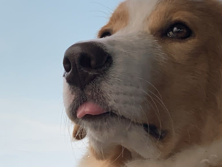 Kinley, a Bernese Mountain Dog and German Shepherd Dog mix tested with EmbarkVet.com