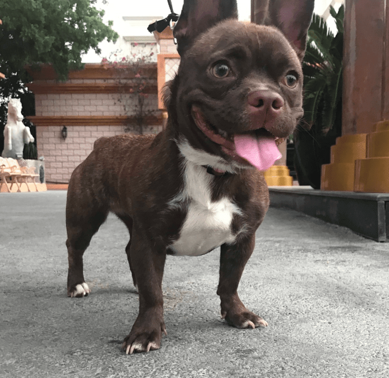 Kiki, a French Bulldog and Chihuahua mix tested with EmbarkVet.com