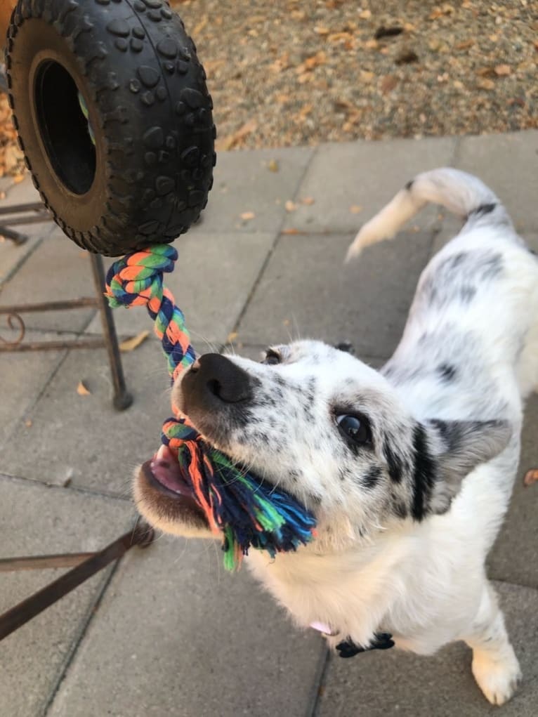 Pepper, a Border Collie and Australian Cattle Dog mix tested with EmbarkVet.com