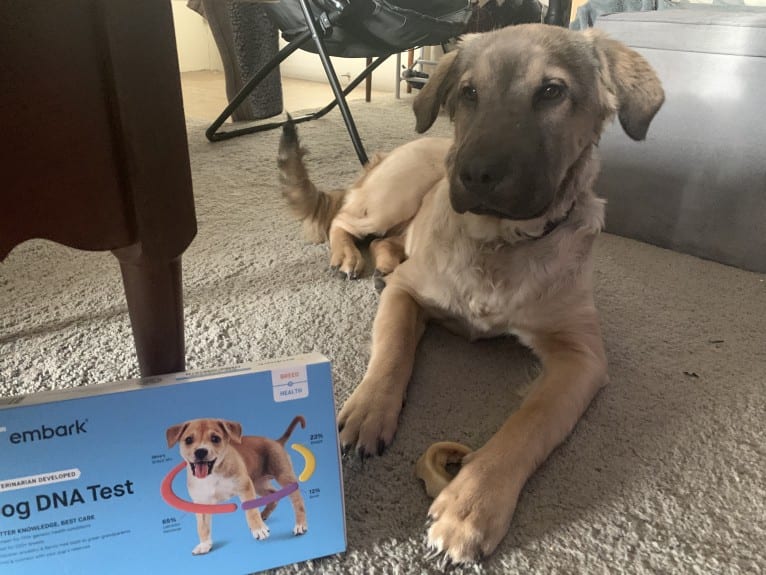 Valerie, an American Bulldog and Chinese Shar-Pei mix tested with EmbarkVet.com