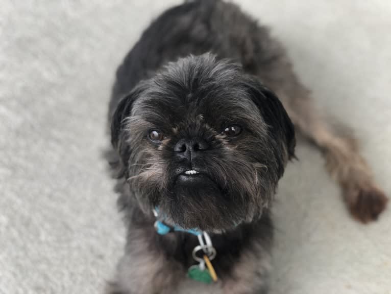 Linus, a Brussels Griffon tested with EmbarkVet.com