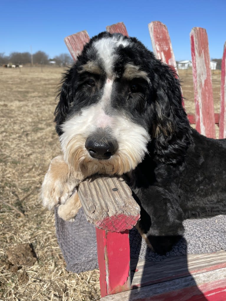 Jemma, a Bernedoodle tested with EmbarkVet.com