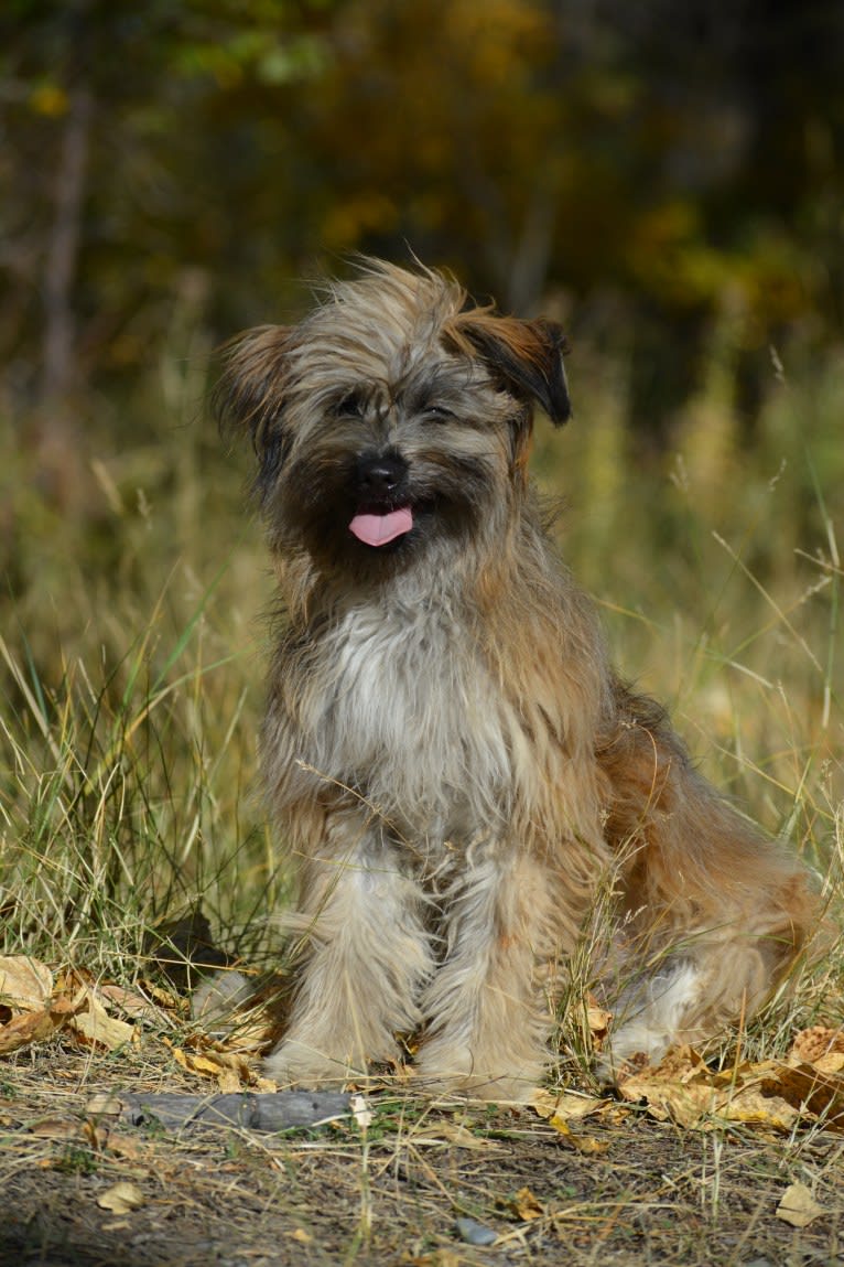 Yeti, a Pyrenean Shepherd tested with EmbarkVet.com