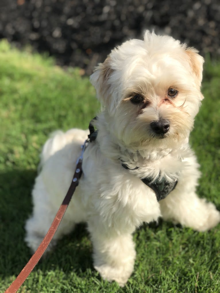 Louie, a Lhasa Apso and Havanese mix tested with EmbarkVet.com