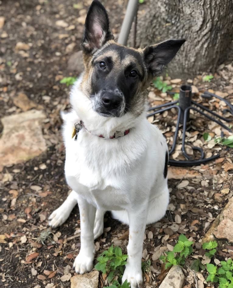 Eris, a German Shepherd Dog and Chow Chow mix tested with EmbarkVet.com