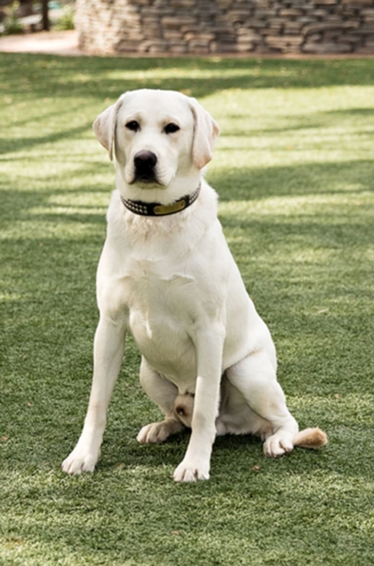 Stofer's Caleb, a Labrador Retriever tested with EmbarkVet.com