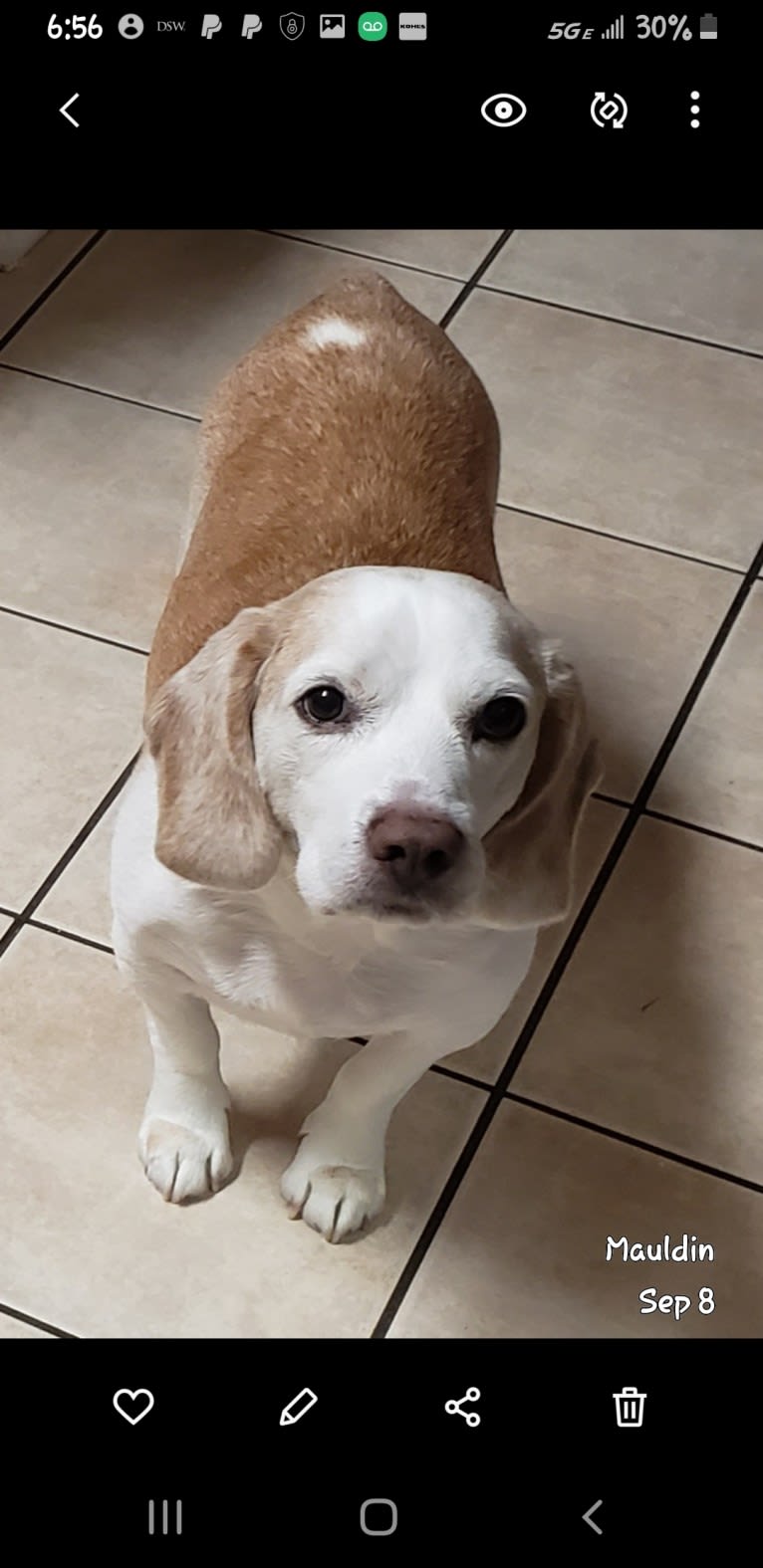 BB (Big Boy), a Beagle tested with EmbarkVet.com