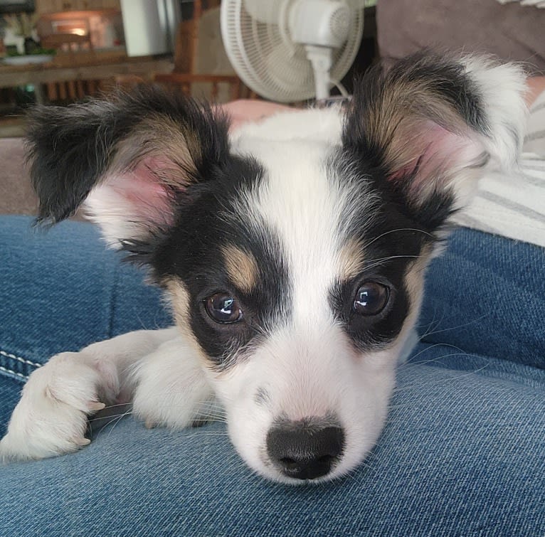 Shelby, a Papillon tested with EmbarkVet.com