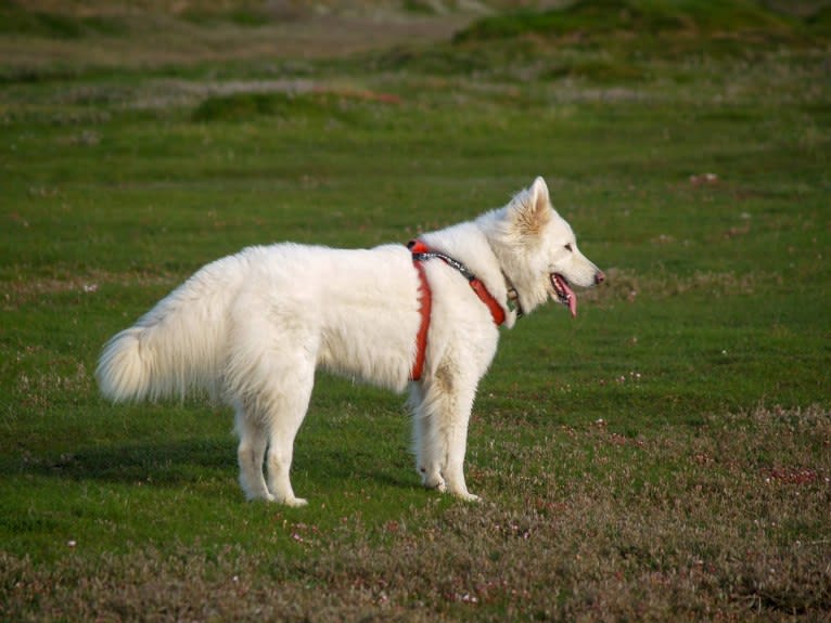 Alaska, a German Shepherd Dog and Akita mix tested with EmbarkVet.com