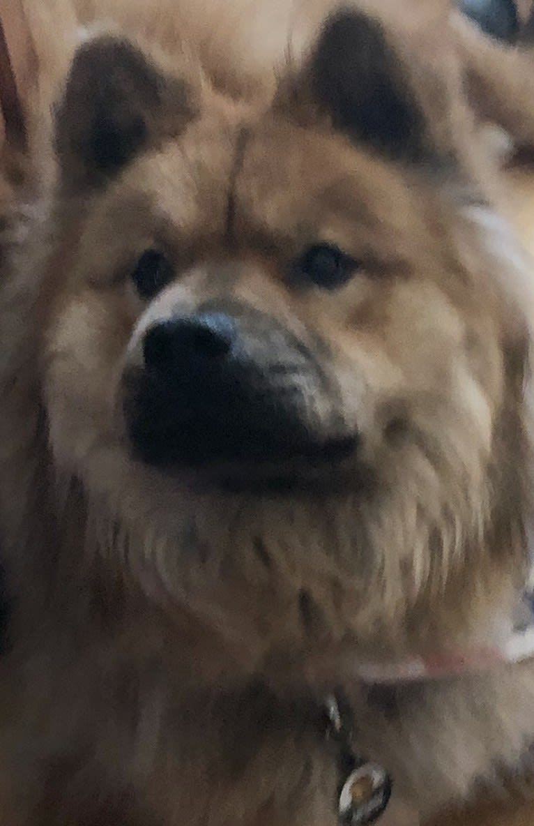 Satchmo, a Chow Chow tested with EmbarkVet.com