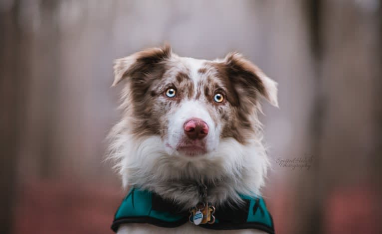 Asher, a Border Collie tested with EmbarkVet.com